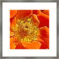 Heart Of The Orange Rose Framed Print