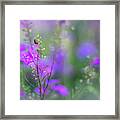 Heartsong In The Meadow Framed Print