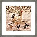 Hen With Chicks Framed Print