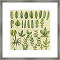 Herbal Botanical X Framed Print