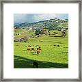 Herd Of Cows Framed Print