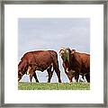 Hereford Cow & Bull Framed Print