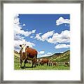 Hereford Cows In High Pasture Framed Print