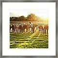 Hereford Cows In Pasture At Sunset Framed Print