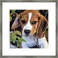 Hermine The Beagle Framed Print