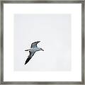 Herring Gull In Flight Framed Print