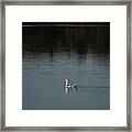 Herring Gull Framed Print