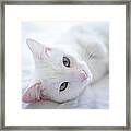 Heterochromia White Cat On Bed Framed Print