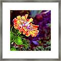 Hibiscus Cajun Style Framed Print