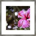 Hibiscus Flower Bloom Framed Print