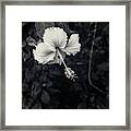 Hibiscus Flower In Black And White Framed Print