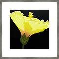 Hibiscus In Black Framed Print