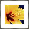 Hibiscus Lemon Drop Tropical Fancy Flowers Framed Print