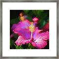Hibiscus Painted Lady 109 Framed Print