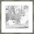 High Key Leopard Framed Print