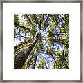 High Rise Pines Framed Print