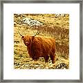 Highland Coo Framed Print