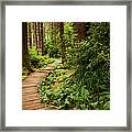 Hiking Trail Through The Redwoods Framed Print