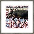 Hippopotamus Hippopotamus Amphibius By Framed Print