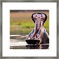 Hippopotamus, Okavango Delta, Botswana Framed Print
