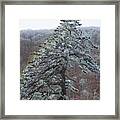 Hoarfrost Gathers Framed Print