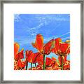 Holland Ridge Tulip Farm # 16 Framed Print