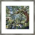 Holm Oak In Supra Monte, Barbagie, Sardinia, Italy Framed Print