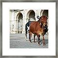 Holy Cows, Udaipur Framed Print