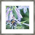 Honey Bee On Hosta Plant Framed Print