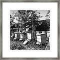 Honey Bees Framed Print