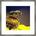 Honeybee On A Yellow Flower Framed Print
