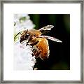 Honeybee Framed Print