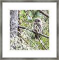 Hoot Owl Framed Print