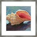 Horse Conch Framed Print