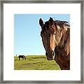 Horse Framed Print