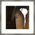 Horse Head Framed Print