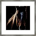 Horse In Backlight Framed Print