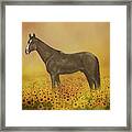 Horse In Sunflower Field Framed Print
