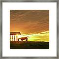 Horse In The Spotlight Framed Print