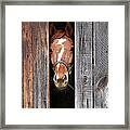 Horse Peeking Out Of The Barn Door Framed Print