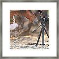 Horse Photographer Framed Print