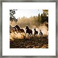 Horses Being Chased By Cowboy Through Framed Print