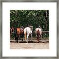 Horses In A Western Corral Framed Print