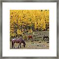 Horses In Autumn Framed Print
