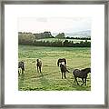 Horses In Pasture,  Ireland Framed Print