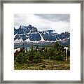 Horses, Jasper National Park, Alberta Framed Print