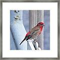 House Finch On The U.s.s. Wisconsin Framed Print