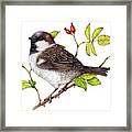 House Sparrow Framed Print