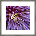 Hoverfly Resting On A Giant Purple Thistle Framed Print