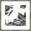 Humminbird In Black And White Framed Print